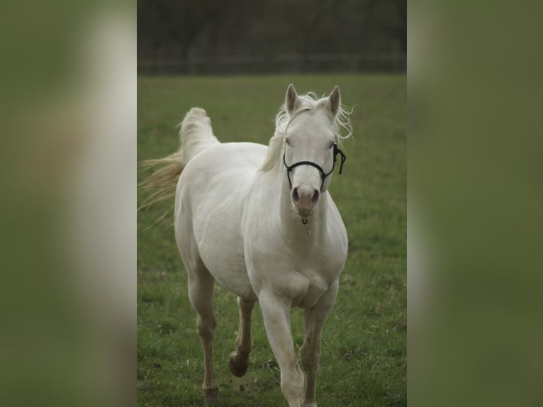 American Quarter Horse Hengst 4 Jahre Perlino in Myjava