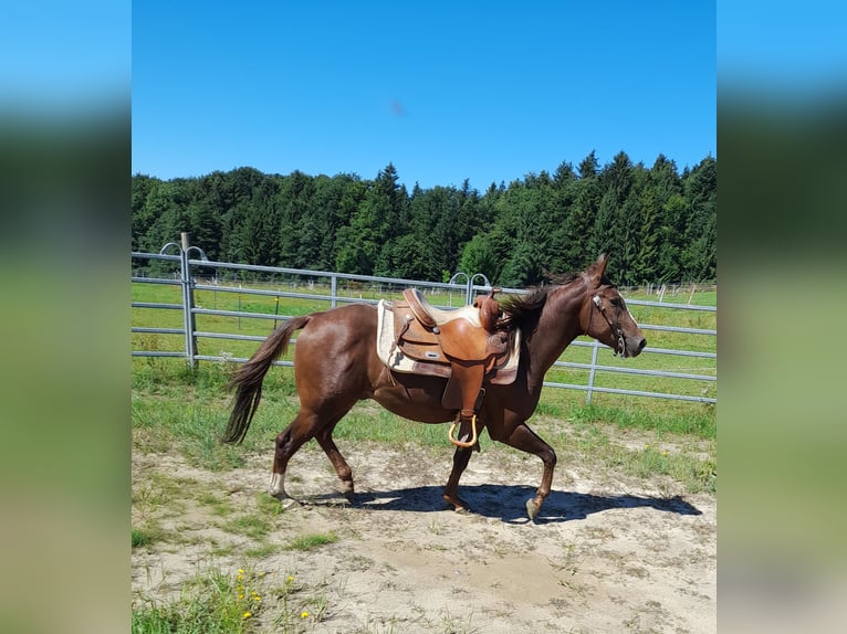 American Quarter Horse Hengst 5 Jaar 147 cm Donkere-vos in Schaufling