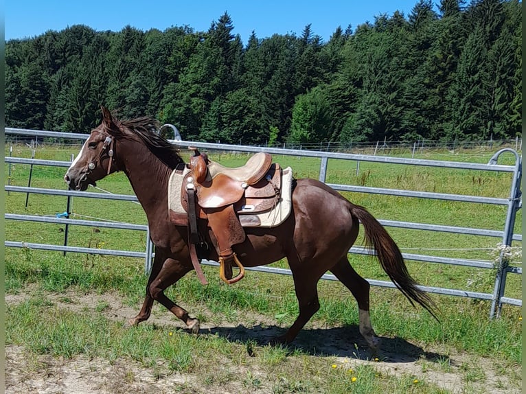 American Quarter Horse Hengst 5 Jaar 147 cm Donkere-vos in Schaufling