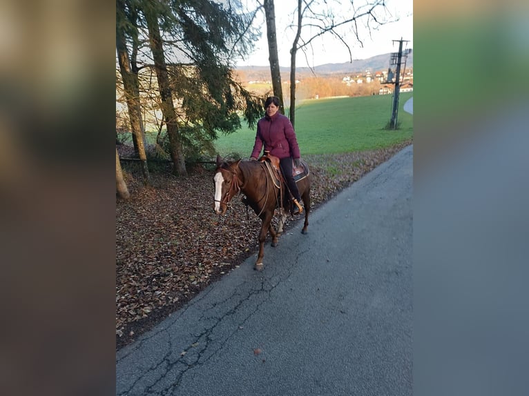 American Quarter Horse Hengst 5 Jaar 147 cm Donkere-vos in Schaufling