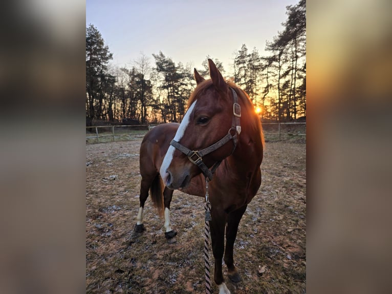 American Quarter Horse Hengst 5 Jaar 147 cm Vos in Bexbach