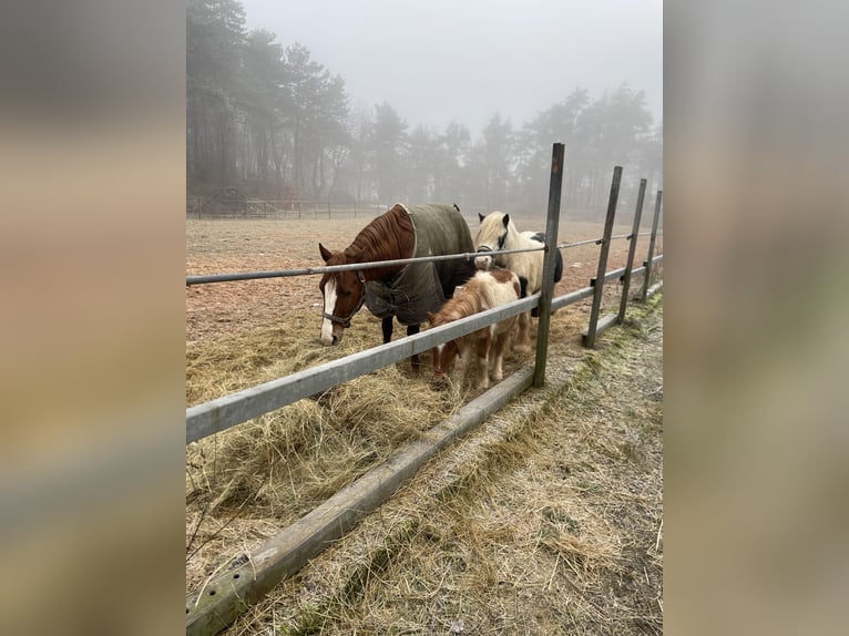 American Quarter Horse Hengst 5 Jaar 147 cm Vos in Bexbach