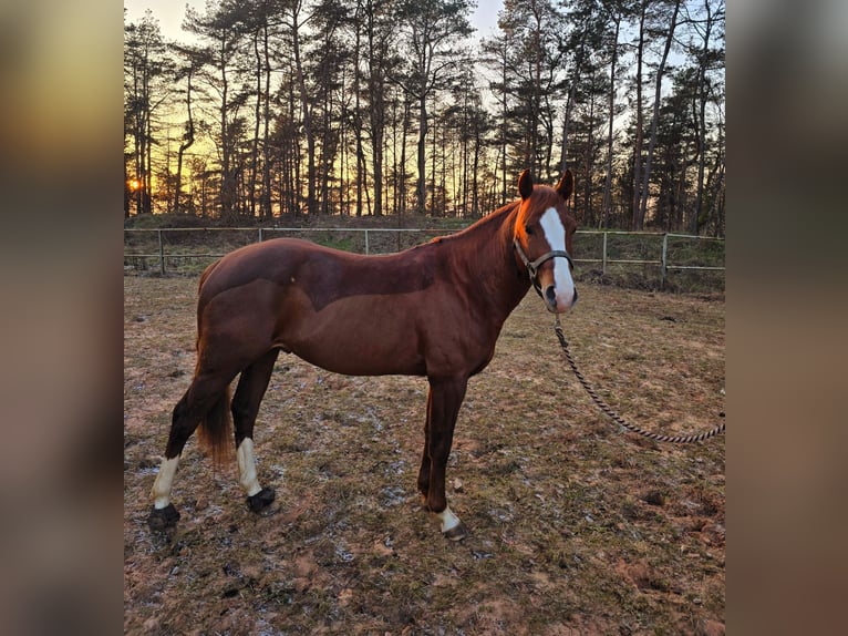 American Quarter Horse Hengst 5 Jaar 147 cm Vos in Bexbach