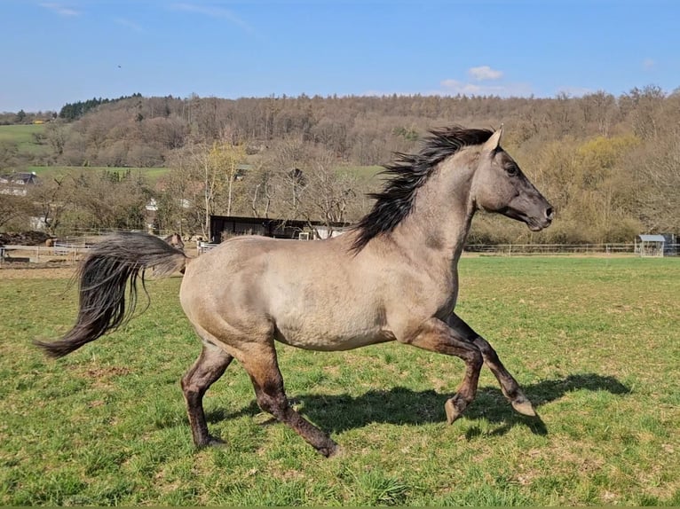 American Quarter Horse Hengst 5 Jaar 148 cm Grullo in Weilmünster