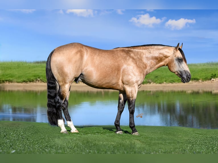 American Quarter Horse Hengst 5 Jaar 152 cm Buckskin in Canistota