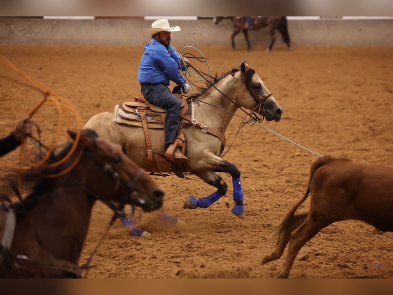 American Quarter Horse Hengst 5 Jaar 152 cm Buckskin in Canistota