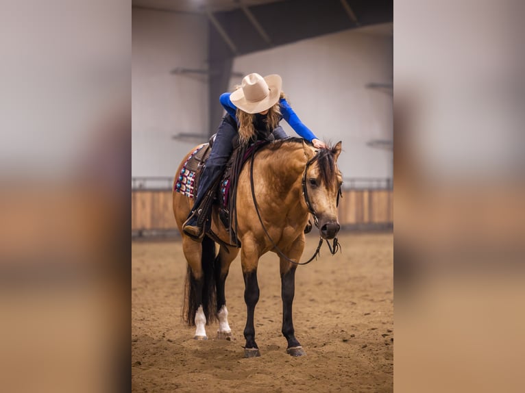 American Quarter Horse Hengst 5 Jaar 152 cm Buckskin in Canistota