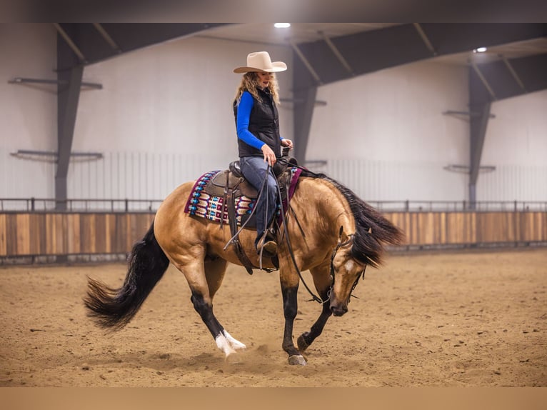 American Quarter Horse Hengst 5 Jaar 152 cm Buckskin in Canistota