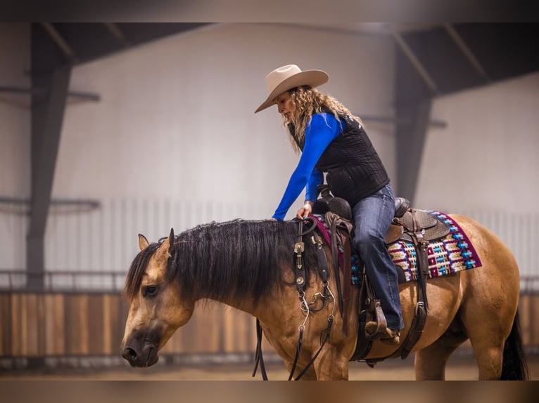 American Quarter Horse Hengst 5 Jaar 152 cm Buckskin in Canistota