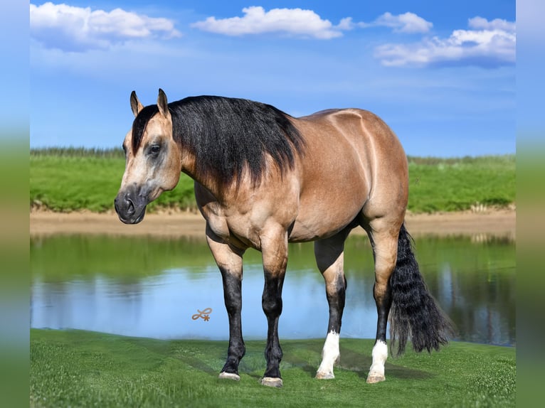American Quarter Horse Hengst 5 Jaar 152 cm Buckskin in Canistota