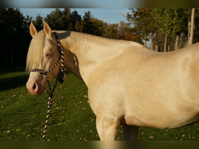 American Quarter Horse Hengst 5 Jaar 152 cm Cremello in Brandon