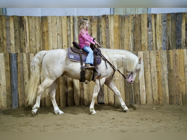 American Quarter Horse Hengst 5 Jaar 152 cm Cremello in Brandon