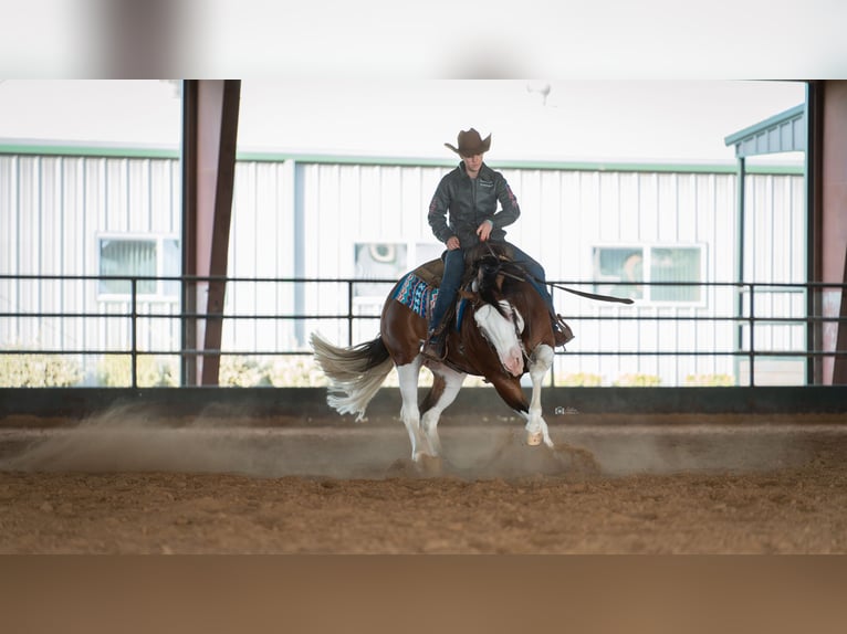 American Quarter Horse Hengst 5 Jaar 152 cm in Aubrey, TX