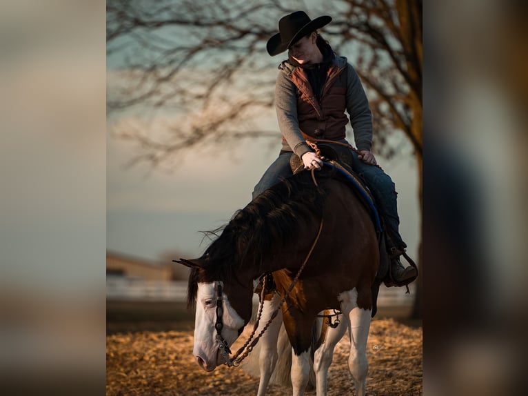 American Quarter Horse Hengst 5 Jaar 152 cm in Aubrey, TX