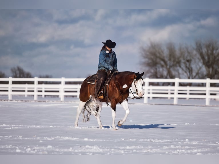 American Quarter Horse Hengst 5 Jaar 152 cm in Aubrey, TX