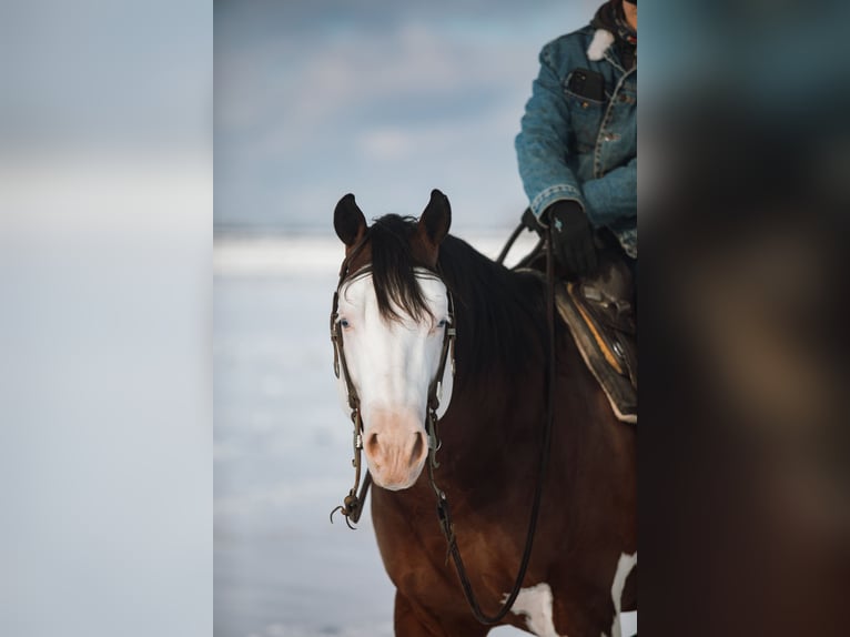 American Quarter Horse Hengst 5 Jaar 152 cm in Aubrey, TX