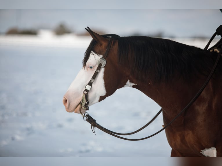 American Quarter Horse Hengst 5 Jaar 152 cm in Aubrey, TX