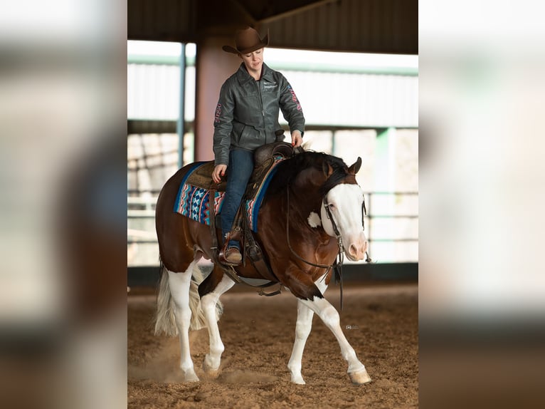 American Quarter Horse Hengst 5 Jaar 152 cm in Aubrey, TX