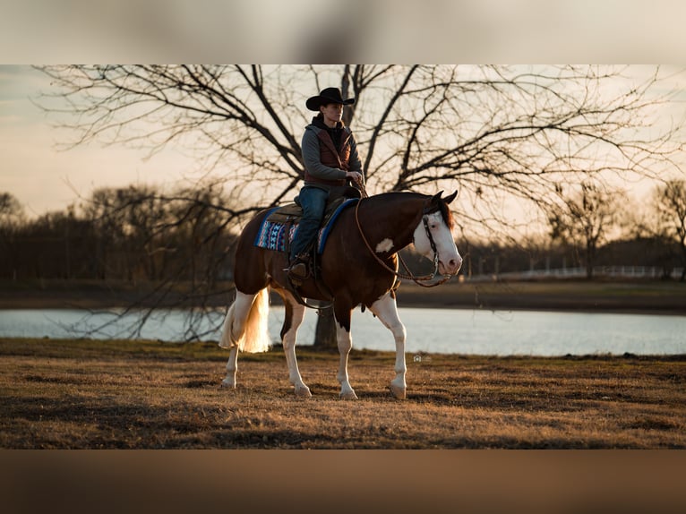 American Quarter Horse Hengst 5 Jaar 152 cm in Aubrey, TX