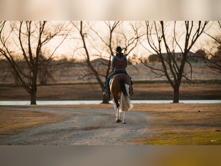 American Quarter Horse Hengst 5 Jaar 152 cm in Aubrey, TX