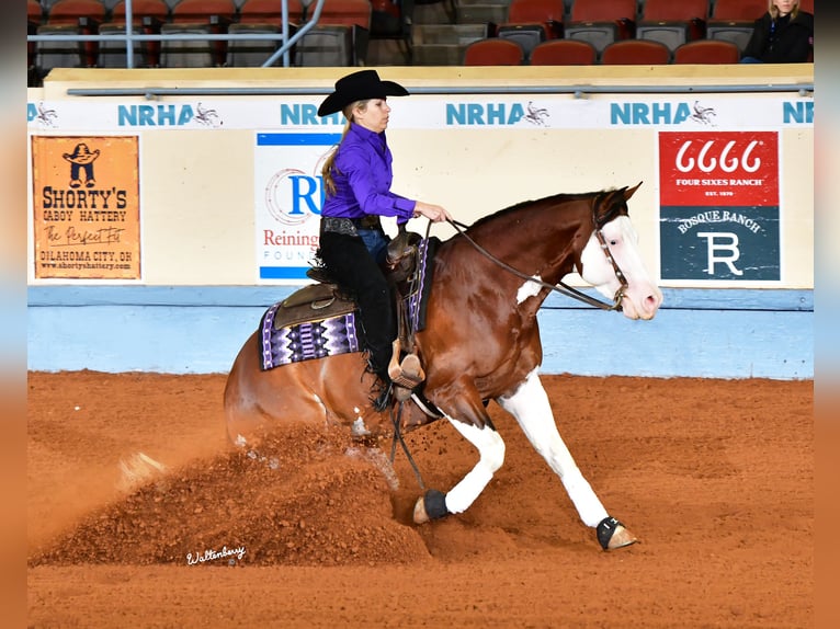 American Quarter Horse Hengst 5 Jaar 152 cm in Aubrey, TX