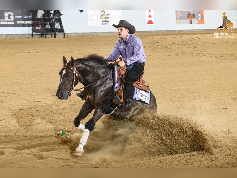 American Quarter Horse Hengst 5 Jaar 155 cm Donkerbruin in Eschenau