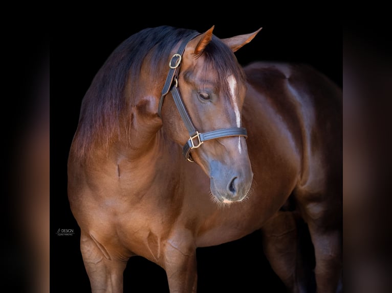 American Quarter Horse Hengst 5 Jaar 155 cm Donkerbruin in Eschenau