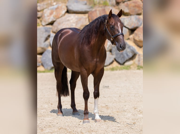 American Quarter Horse Hengst 5 Jaar 155 cm Donkerbruin in Eschenau