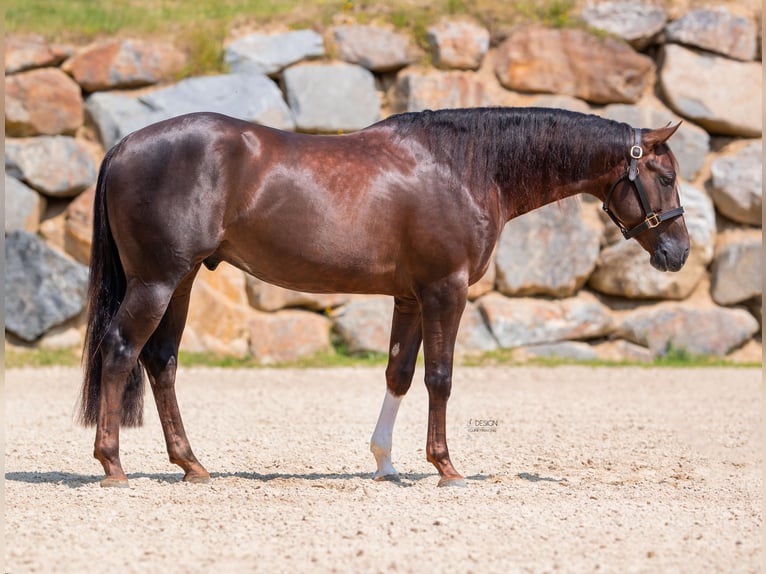 American Quarter Horse Hengst 5 Jaar 155 cm Donkerbruin in Eschenau