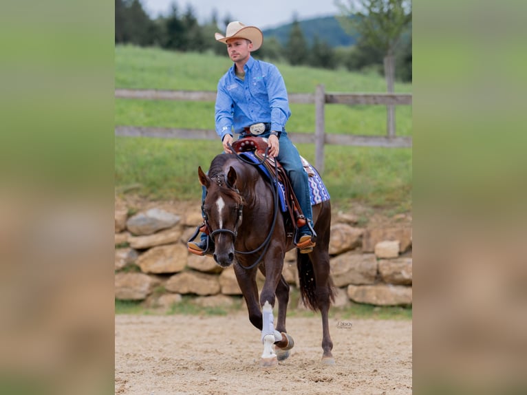 American Quarter Horse Hengst 5 Jaar 155 cm Donkerbruin in Eschenau