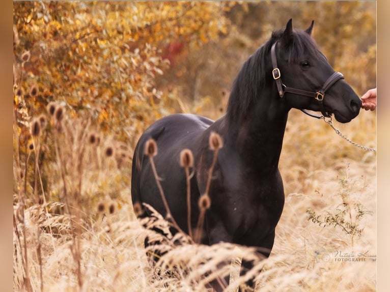American Quarter Horse Hengst 5 Jaar 155 cm Zwart in Loxstedt