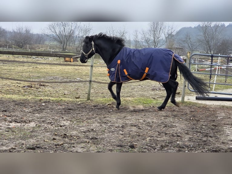 American Quarter Horse Hengst 5 Jaar 155 cm Zwart in Loxstedt