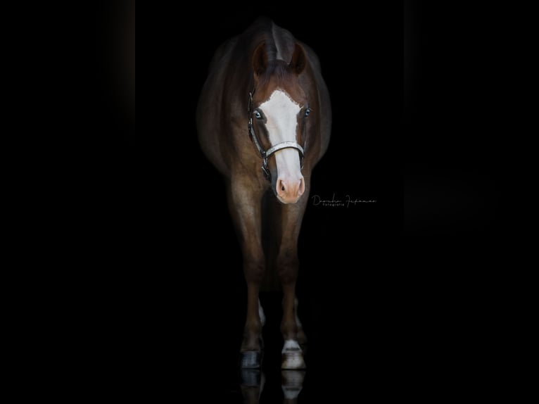American Quarter Horse Hengst 5 Jaar 158 cm Roan-Red in Illingen