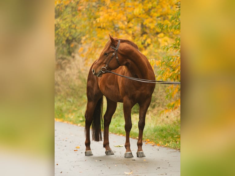 American Quarter Horse Hengst 5 Jaar 162 cm Vos in Gustow