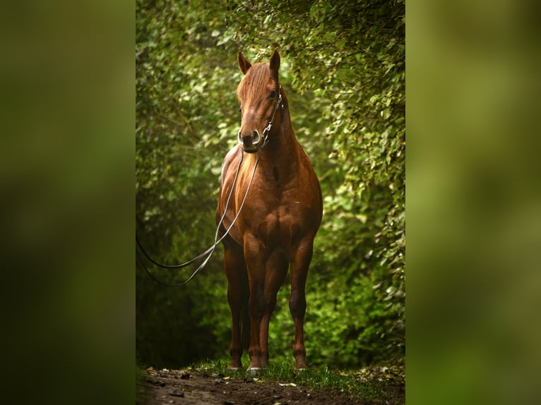 American Quarter Horse Hengst 5 Jaar 162 cm Vos in Gustow