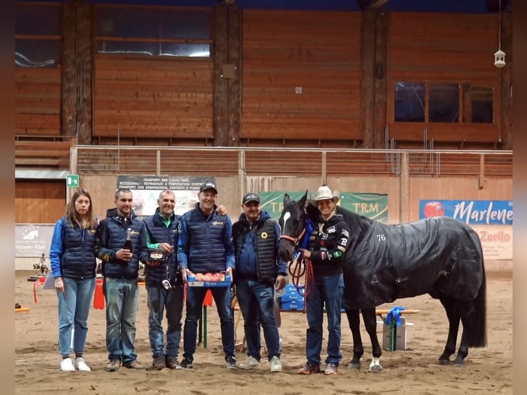 American Quarter Horse Hengst 5 Jaar Zwartbruin in Modena