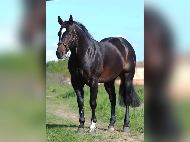 American Quarter Horse Hengst 5 Jaar Zwartbruin in Modena