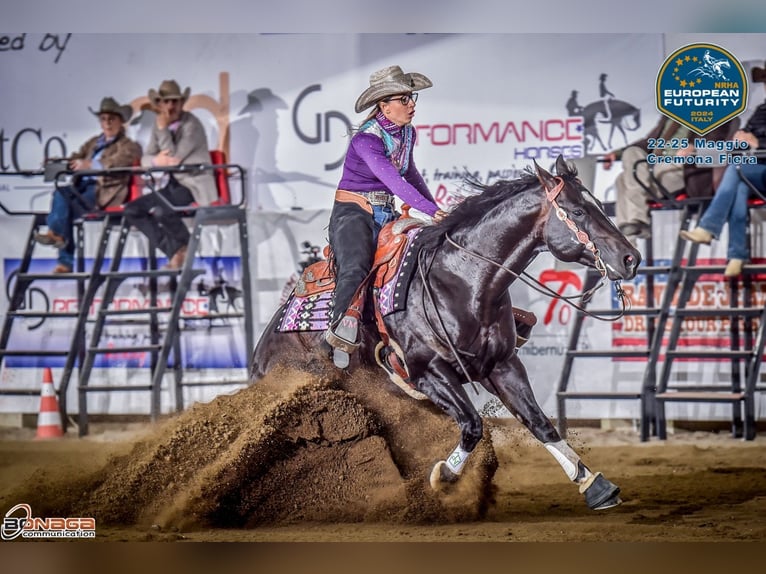 American Quarter Horse Hengst 5 Jaar Zwartbruin in Modena