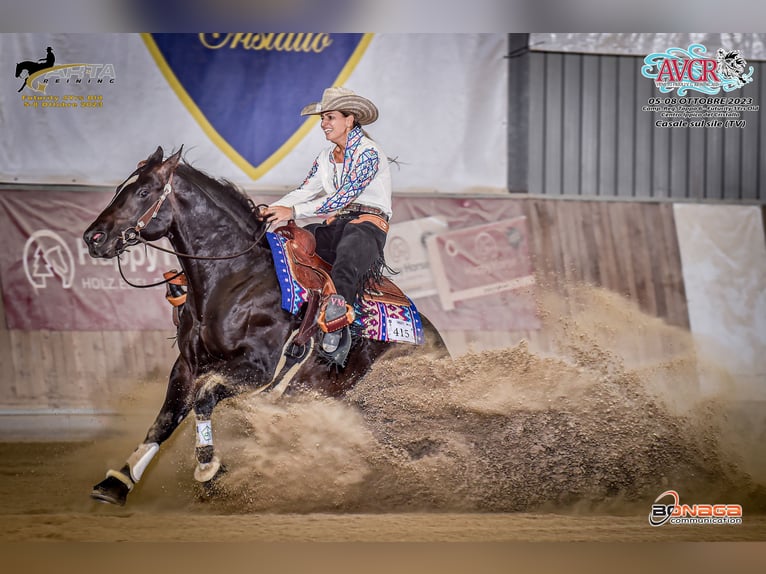 American Quarter Horse Hengst 5 Jaar Zwartbruin in Modena