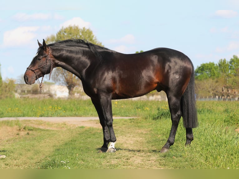 American Quarter Horse Hengst 5 Jaar Zwartbruin in Modena