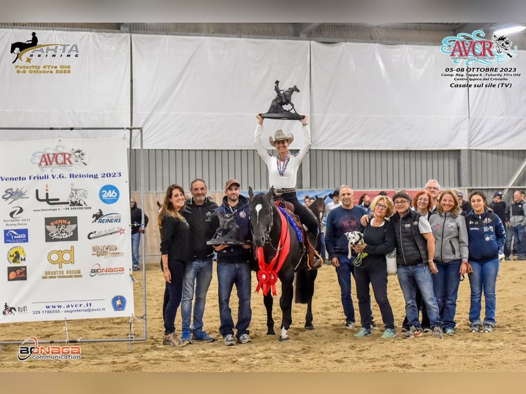 American Quarter Horse Hengst 5 Jaar Zwartbruin in Modena