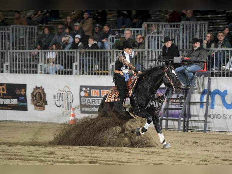 American Quarter Horse Hengst 5 Jaar Zwartbruin in Modena