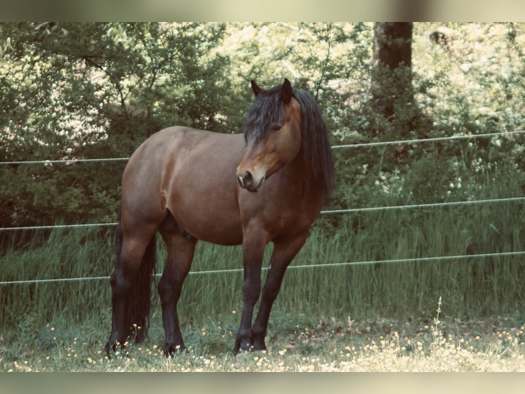 American Quarter Horse Mix Hengst 5 Jahre 143 cm Brauner in Aufseß