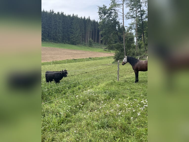 American Quarter Horse Mix Hengst 5 Jahre 143 cm Brauner in Aufseß