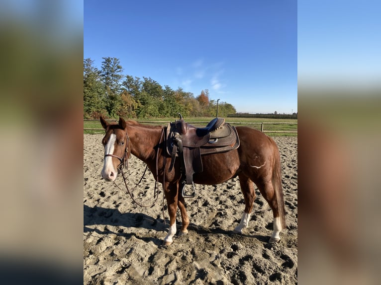 American Quarter Horse Hengst 5 Jahre 143 cm Fuchs in Costigliole Saluzzo