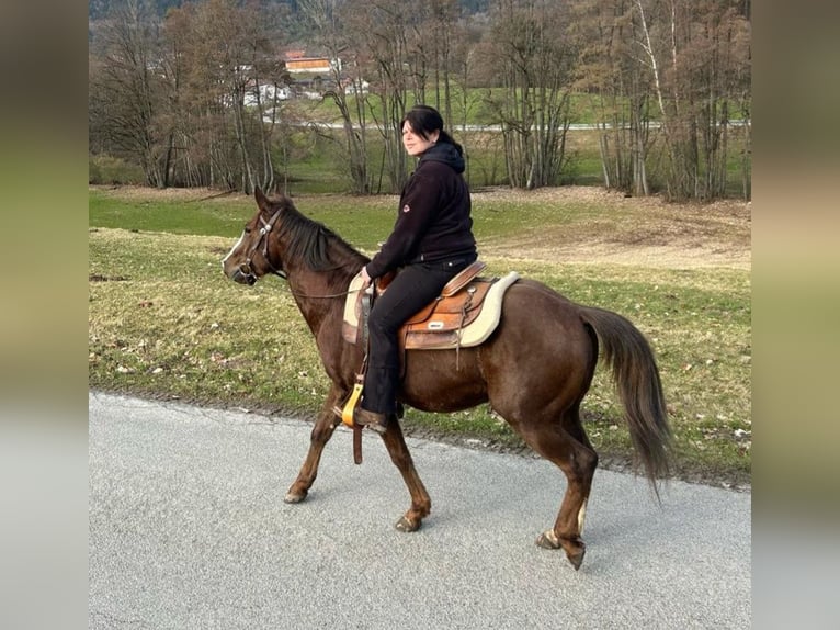 American Quarter Horse Hengst 5 Jahre 147 cm Dunkelfuchs in Schaufling