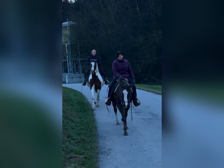 American Quarter Horse Hengst 5 Jahre 147 cm Dunkelfuchs in Schaufling