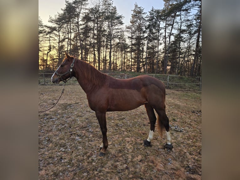 American Quarter Horse Hengst 5 Jahre 147 cm Fuchs in Bexbach