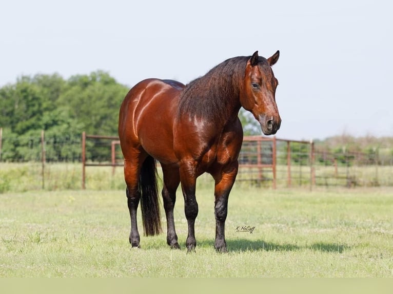 American Quarter Horse Hengst 5 Jahre 147 cm Rotbrauner in Leonard, TX