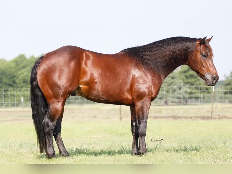 American Quarter Horse Hengst 5 Jahre 147 cm Rotbrauner in Leonard, TX